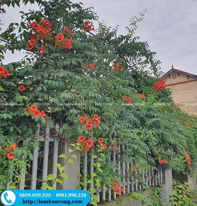 Hoa đăng tiêu: Nguồn gốc và sự phổ biến toàn cầu