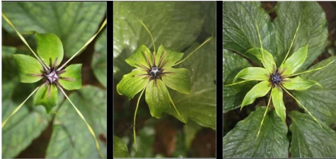 Khám Phá Thất Diệp Nhất Chi Hoa: Cây Thuốc Quý Hiếm