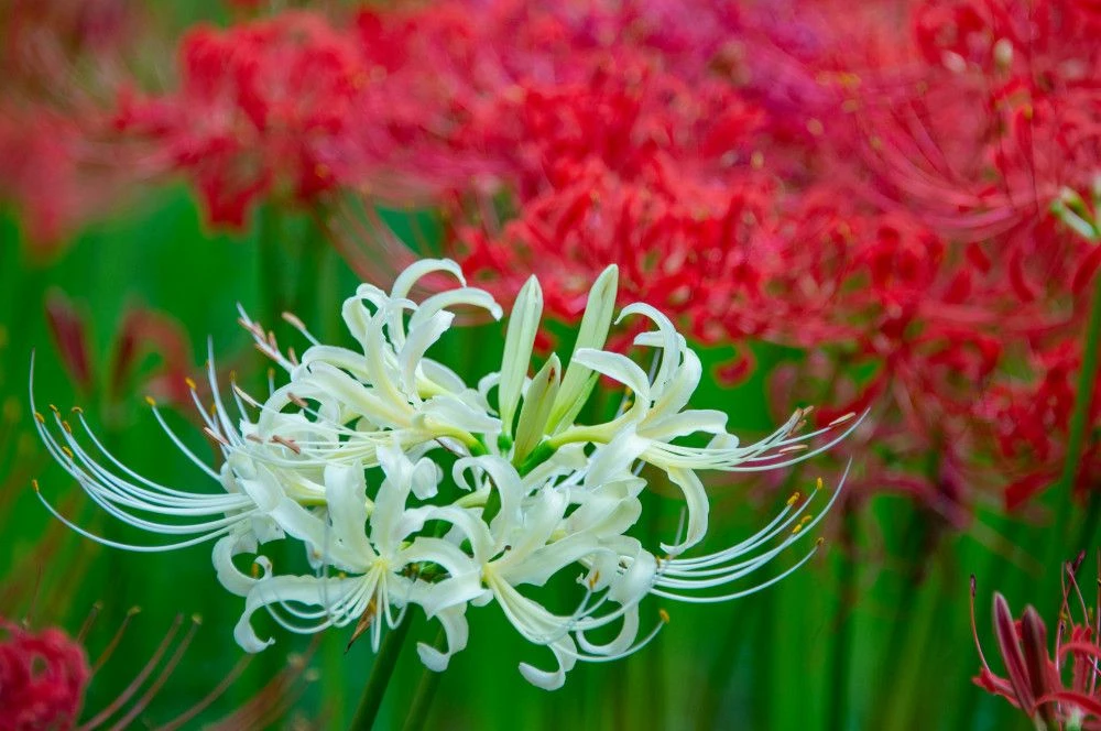 Hoa Bỉ Ngạn Trắng: Vẻ Đẹp Tinh Khiết Và Ý Nghĩa Thanh Cao