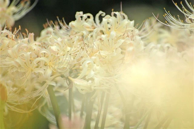 Hoa Bỉ Ngạn Trắng: Vẻ Đẹp Tinh Khiết Và Ý Nghĩa Thanh Cao