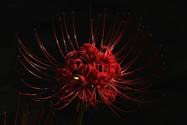 Khám Phá Ý Nghĩa Hoa Mạn Đà La Trong Văn Hóa Phật Giáo