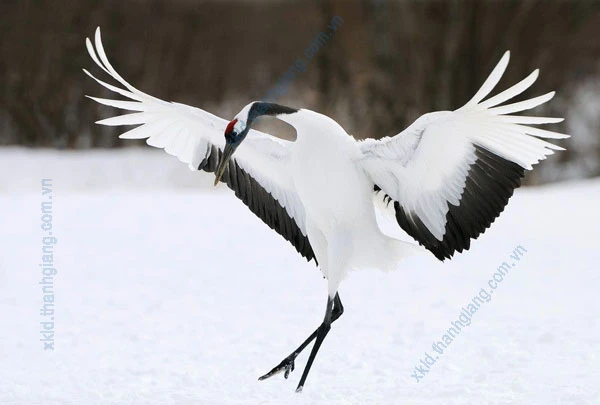 Hạc giấy - Ý nghĩa hạc giấy và cách gấp đơn giản