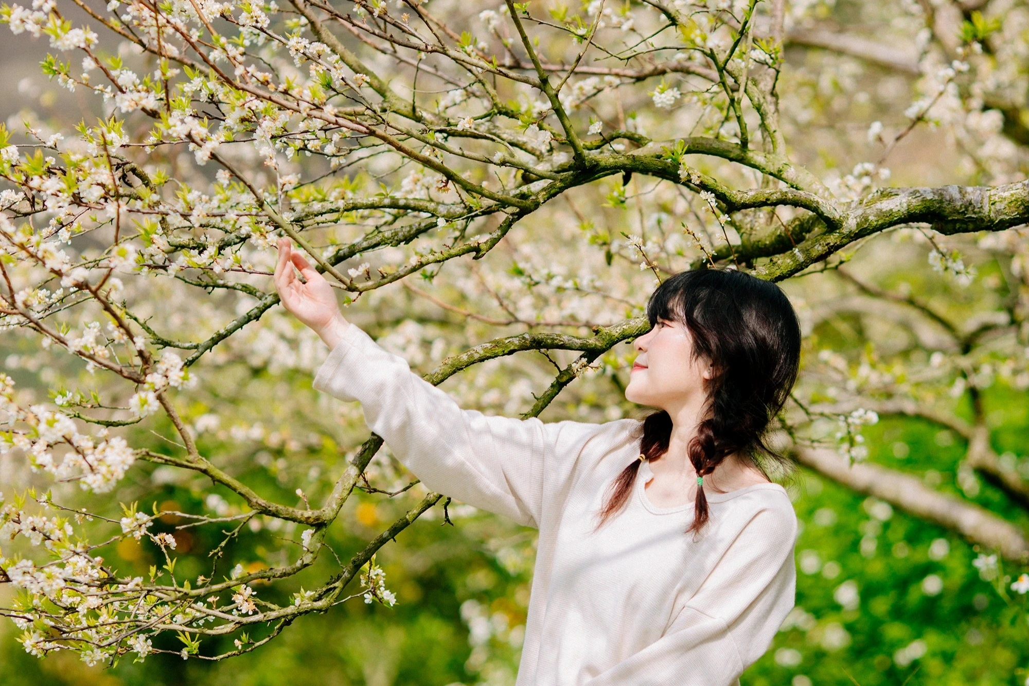 Khám Phá Vẻ Đẹp Hoa Mận Mộc Châu Mùa Xuân