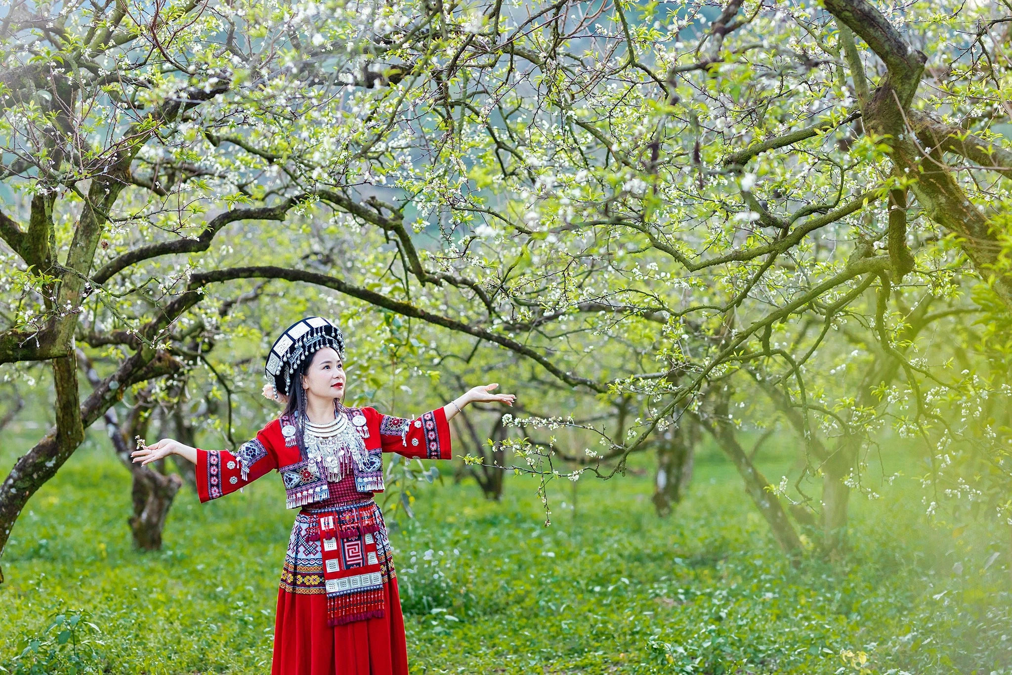 Hoa mận Mộc Châu nở sớm, chủ vườn đón trên 500 khách mỗi ngày