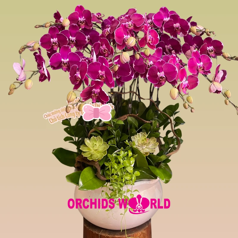 Khám Phá Vẻ Đẹp Hoa Lan Tím Trong Trang Trí Sống