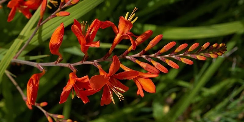 Khám Phá Vẻ Đẹp Hoa Dơn Lúa Trên Đỉnh Fansipan