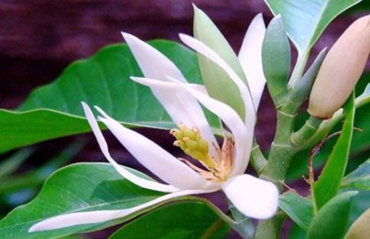 Cây hoa ngọc lan và những đặc điểm nổi bật