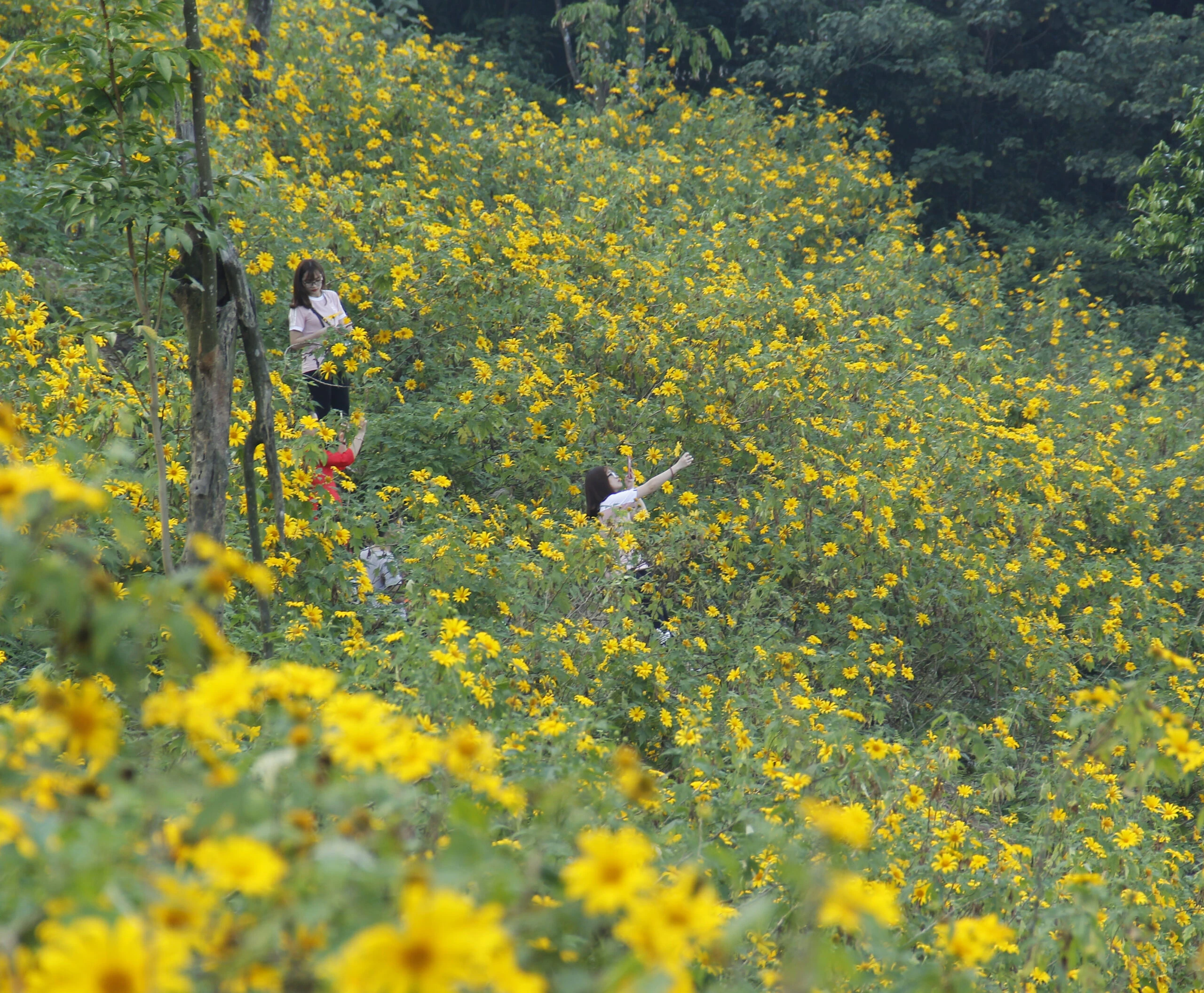 Khám Phá Hoa Dã Quỳ Ba Vì Mùa Nở Rộ