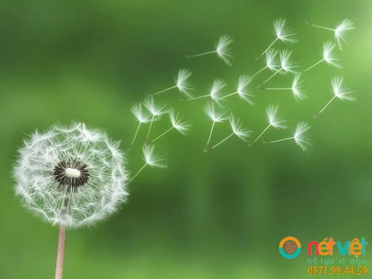 Ý Nghĩa Hoa Bồ Công Anh Trong Cuộc Sống Hằng Ngày