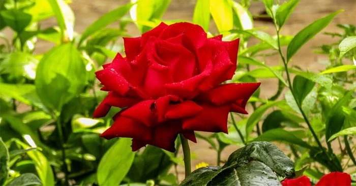 Tìm hiểu về cây hoa Trạng Nguyên và vẻ đẹp của nó