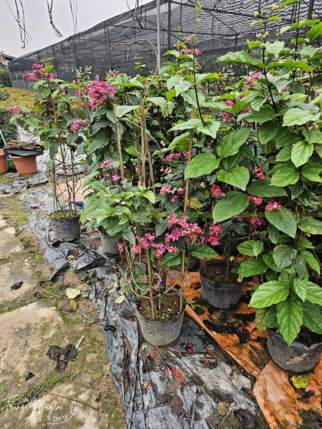 Khám Phá Cây Hoa Ngọc Nữ và Ý Nghĩa Của Nó