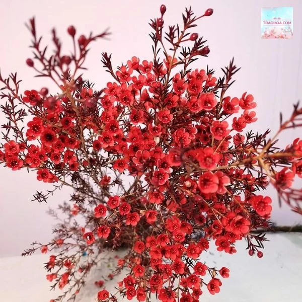 Cách cắm hoa thanh liễu đẹp và dễ dàng cho mọi người