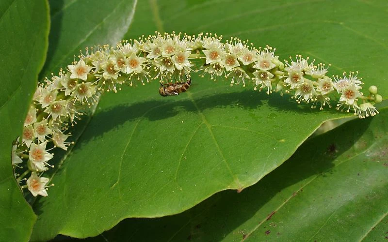 Hoa Bàng và Ký Ức Tuổi Thơ Việt Nam