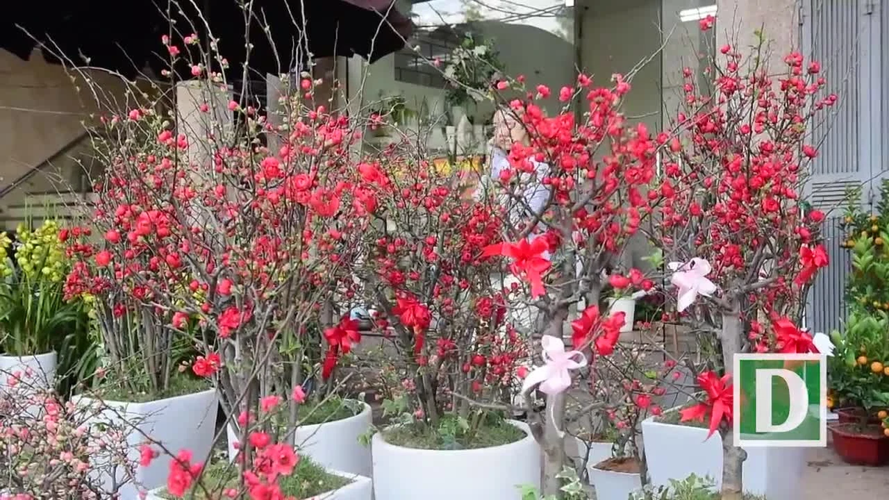 Khám Phá Đặc Điểm Hoa Mai Đỏ Từ Trung Quốc