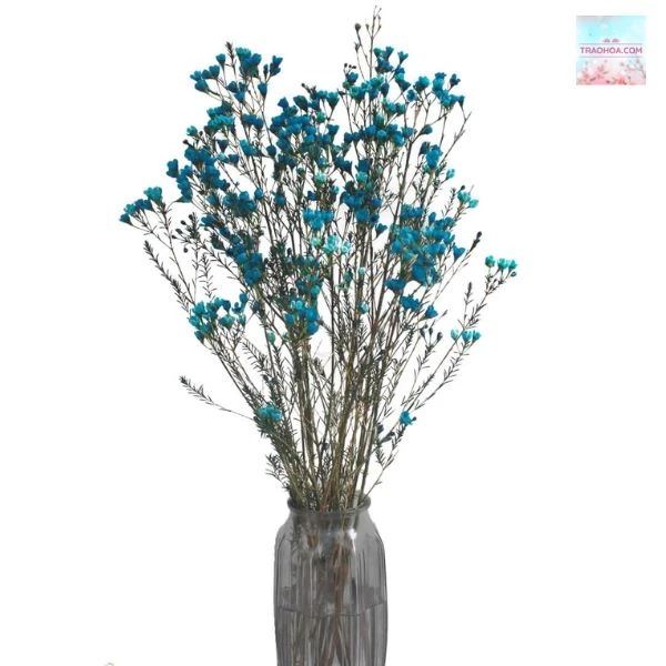 Hướng dẫn cách cắm hoa thanh liễu ngày Tết chi tiết, dễ hiểu