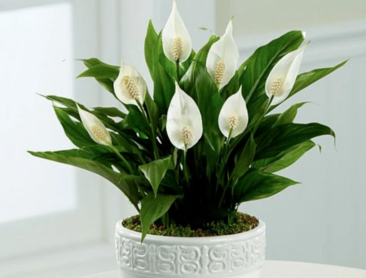 Hoa lan ý: Đặc điểm và cách chăm sóc hiệu quả