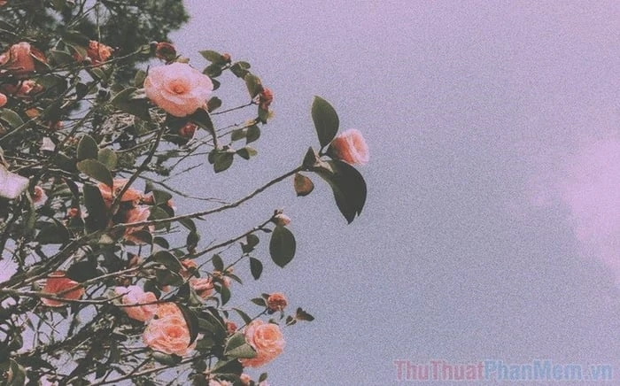 Khám Phá Xu Hướng Ảnh Hoa Chill Đầy Cảm Xúc