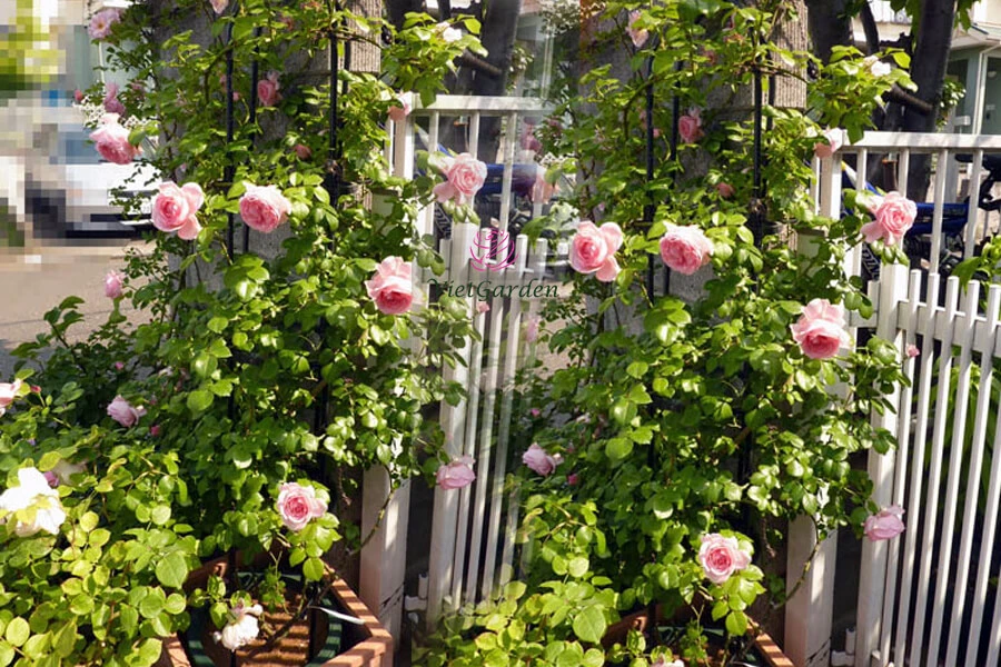 Cách chăm sóc hoa hồng để có vườn hoa đẹp