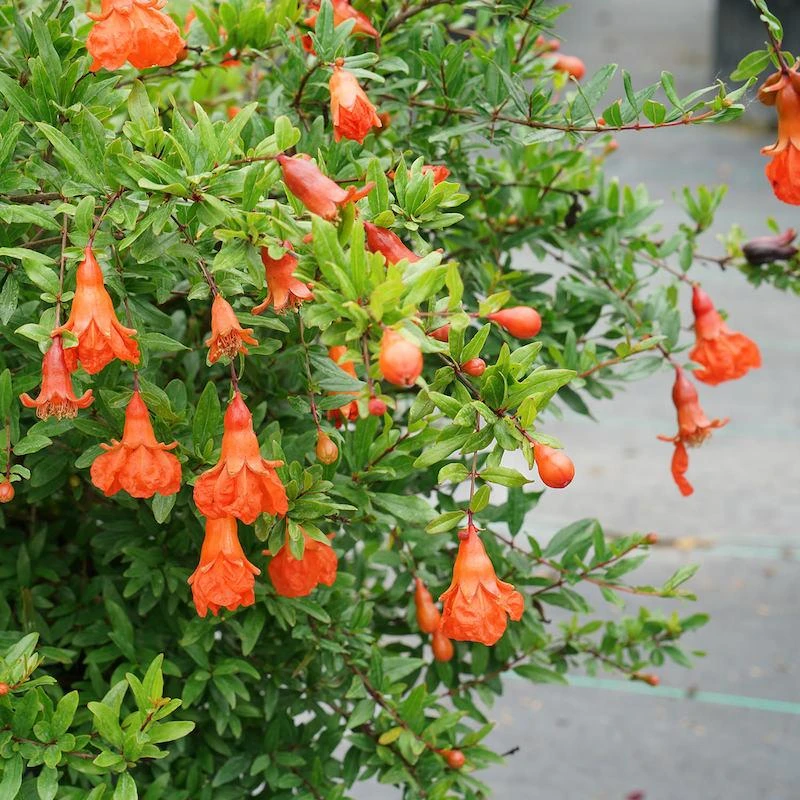 Khám Phá Hoa Lựu: Vẻ Đẹp và Ý Nghĩa Văn Hóa