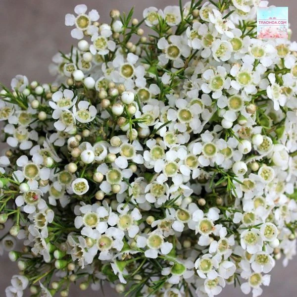 Hướng dẫn cách cắm hoa thanh liễu ngày Tết chi tiết, dễ hiểu