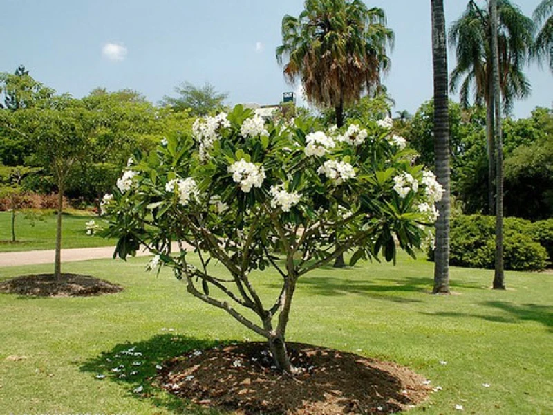 Tìm hiểu về hoa sứ trắng và giá trị của nó