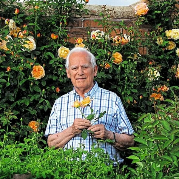 Khám Phá Hoa Hồng Anh: Sự Kết Hợp Tuyệt Vời