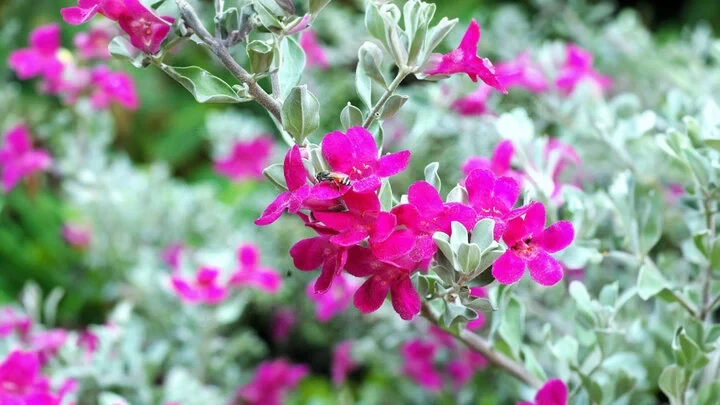 Khám Phá Hoa Tuyết Sơn - Vẻ Đẹp Từ Thiên Nhiên