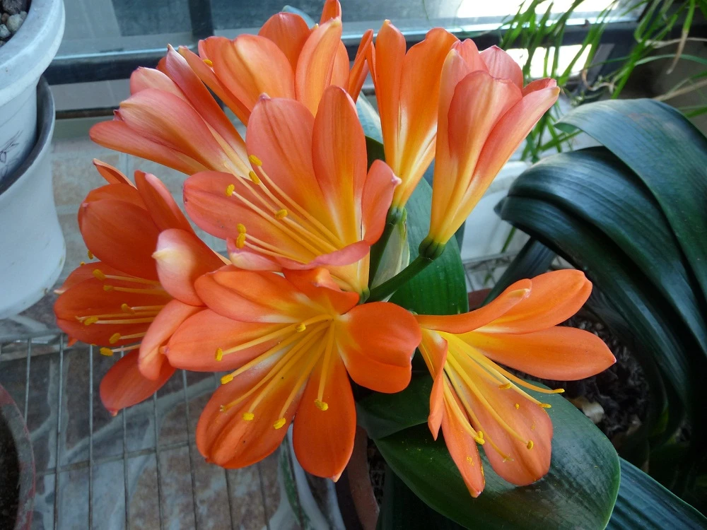 Khám Phá Hoa Lan Quân Tử Đẹp Rực Rỡ Tại Việt Nam