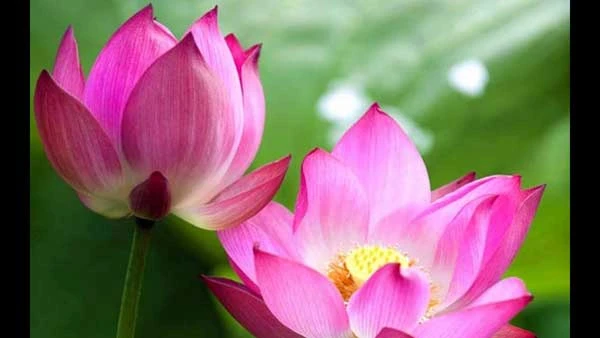 Khám Phá Vẻ Đẹp Của Hình Hoa Sen Đẹp