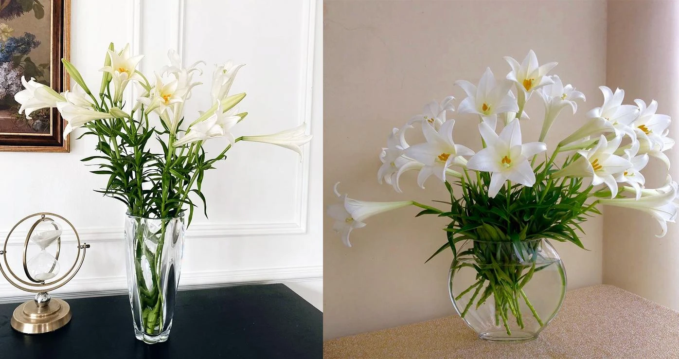 Hoa loa kèn có ý nghĩa gì? Cách trồng và chăm sóc giúp hoa nở đẹp