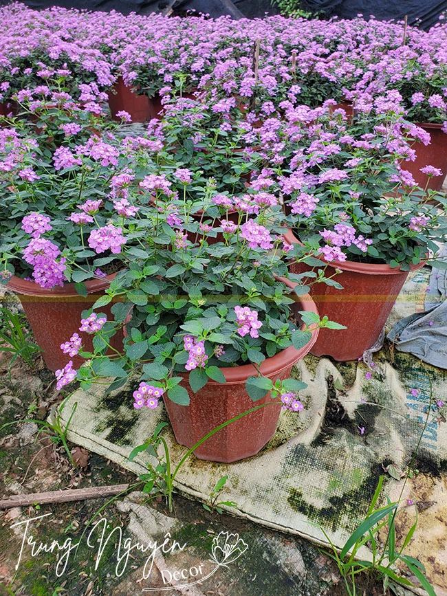 Khám Phá Đặc Điểm Hoa Ngũ Sắc Tím Đẹp Quyến Rũ