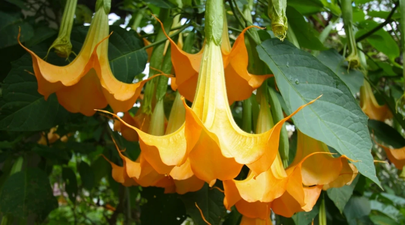 Hoa loa kèn có ý nghĩa gì? Cách trồng và chăm sóc giúp hoa nở đẹp