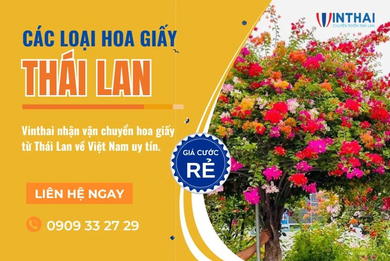 Khám Phá Đặc Điểm Hoa Giấy Thái Đẹp Mê Hồn