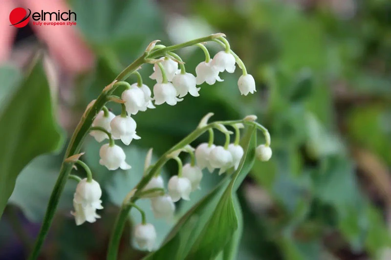 Khám Phá Vẻ Đẹp Hoa Linh Lan và Ý Nghĩa Sâu Sắc