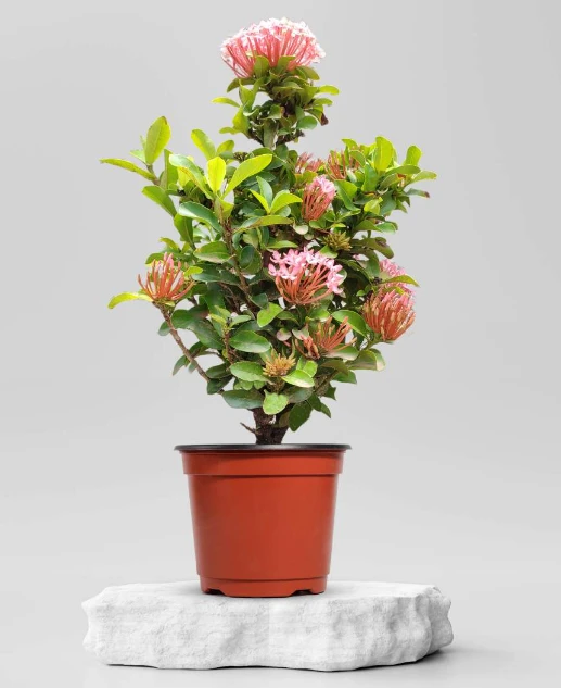 Có nên trồng hoa mẫu đơn ta trước nhà?