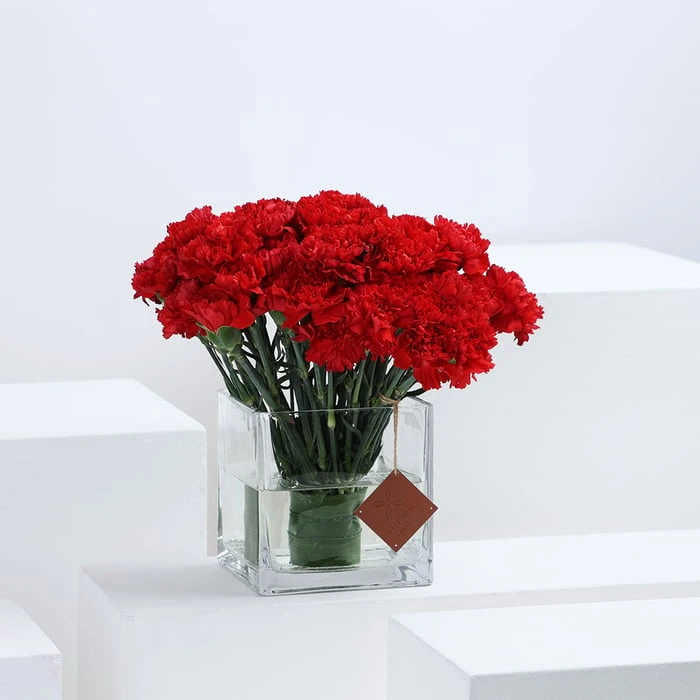 Bí quyết cắm hoa cẩm chướng đẹp, đơn giản, và lâu tươi