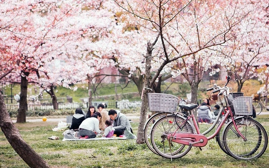 Lễ hội hoa anh đào Hanami (Nhật Bản) có gì thú vị?