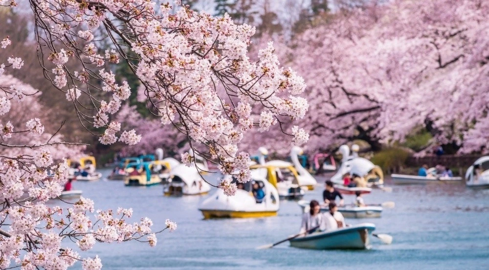 Lễ hội hoa anh đào Hanami (Nhật Bản) có gì thú vị?