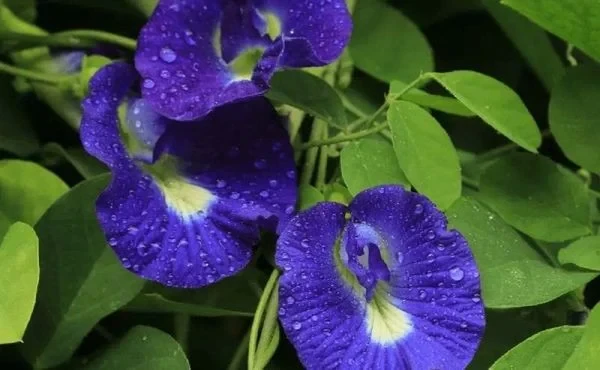 10+ Hoa Màu Xanh Tặng 20/10 Đẹp, Ấn Tượng Cho Mẹ, NY [2024]