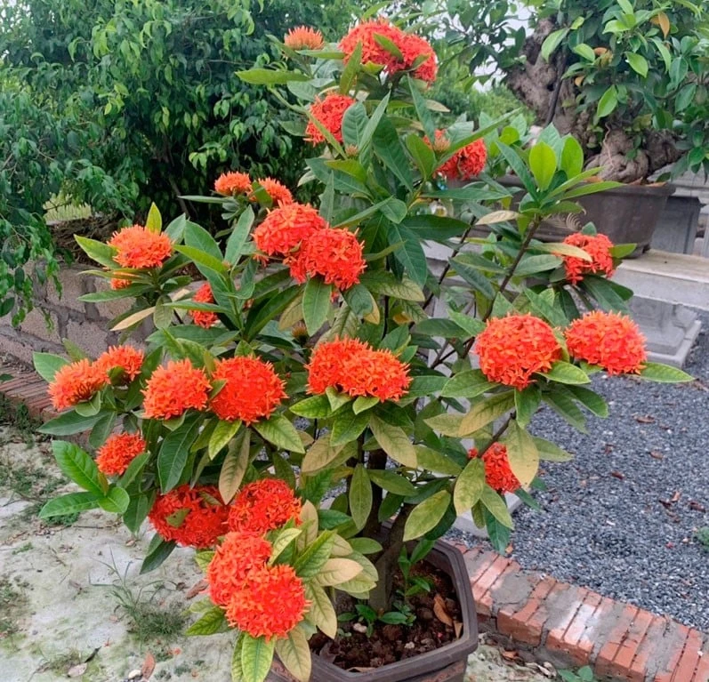 Có nên trồng hoa mẫu đơn ta trước nhà?