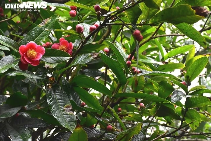 Cây hoa hải đường và những lợi ích sức khỏe