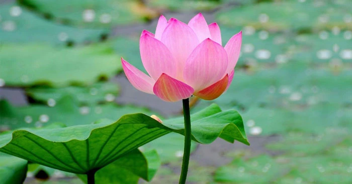 Tả một loài hoa mà em thích nhất (53 mẫu) Tập làm văn lớp 2