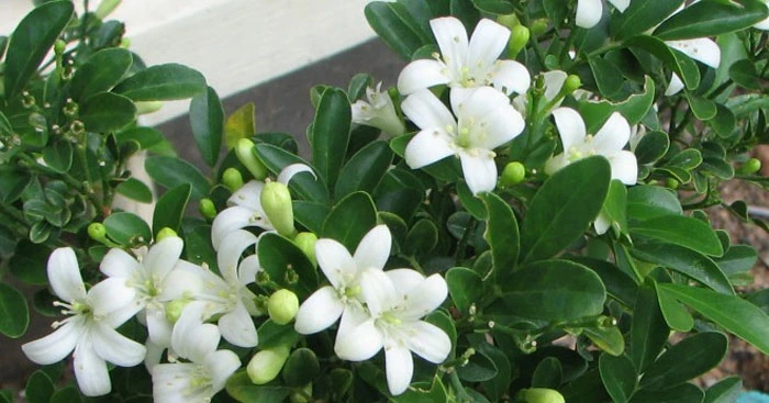 Tả một loài hoa mà em thích nhất (53 mẫu) Tập làm văn lớp 2