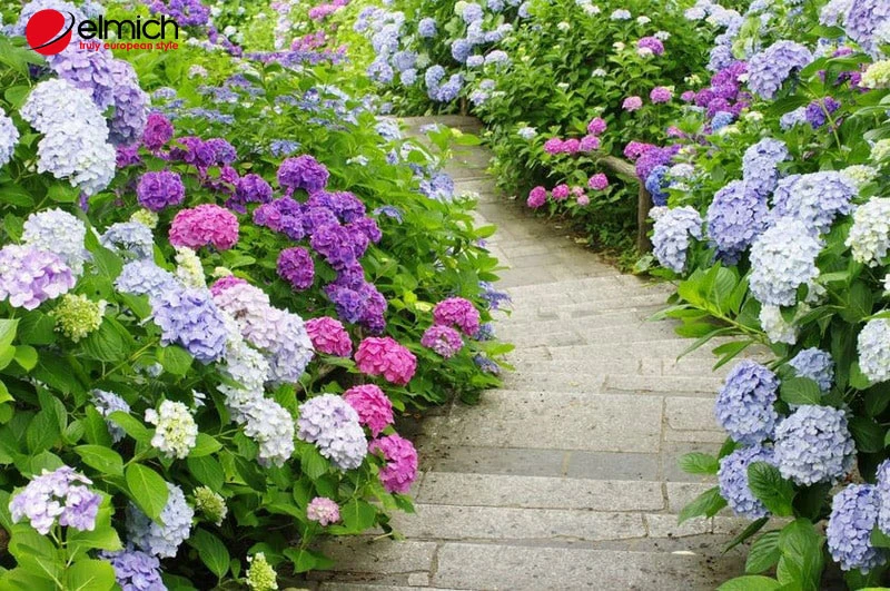 Nguồn gốc, ý nghĩa hoa cẩm tú cầu trong phong thủy và cuộc sống