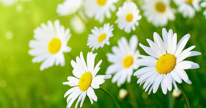 Tả một loài hoa mà em thích nhất (53 mẫu) Tập làm văn lớp 2