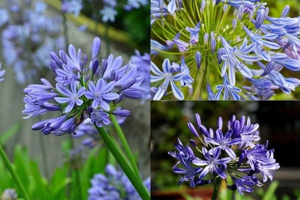 10+ Hoa Màu Xanh Tặng 20/10 Đẹp, Ấn Tượng Cho Mẹ, NY [2024]