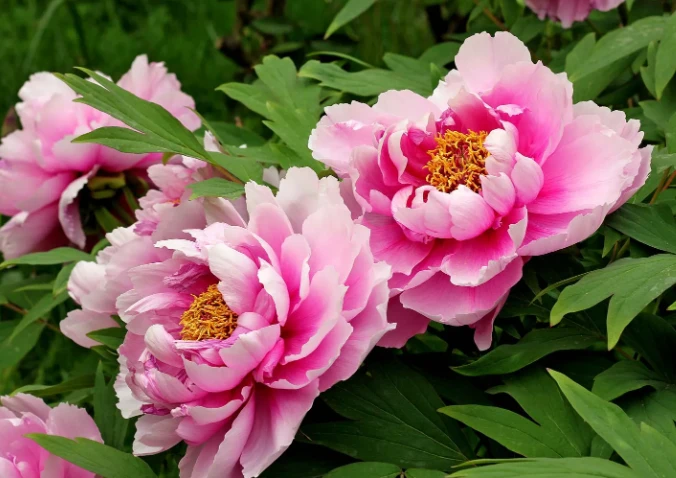 Có nên trồng hoa mẫu đơn ta trước nhà?