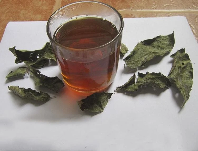 Bìm bìm: Công dụng và những bài thuốc chữa bệnh hiệu quả