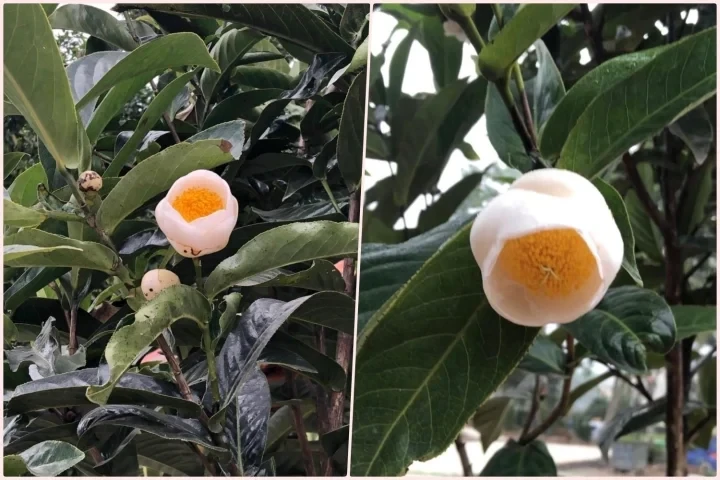 Ý nghĩa phong thủy của hoa hải đường