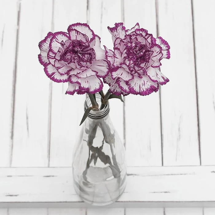 Ý Nghĩa Đặc Biệt Của Cắm Hoa Cẩm Chướng